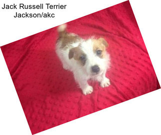 Jack Russell Terrier Jackson/akc