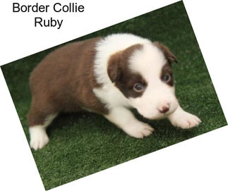 Border Collie Ruby