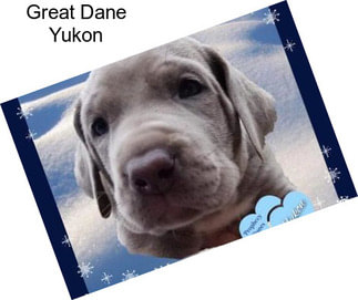 Great Dane Yukon