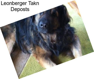 Leonberger Takn Deposts