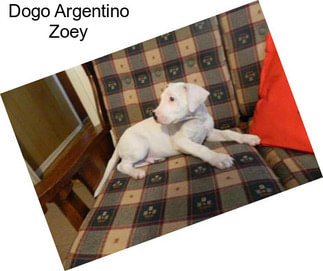 Dogo Argentino Zoey