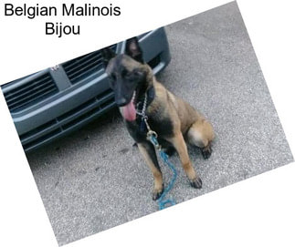 Belgian Malinois Bijou