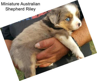 Miniature Australian Shepherd Riley