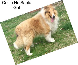 Collie Nc Sable Gal