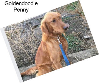 Goldendoodle Penny