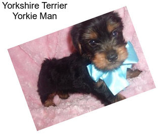 Yorkshire Terrier Yorkie Man