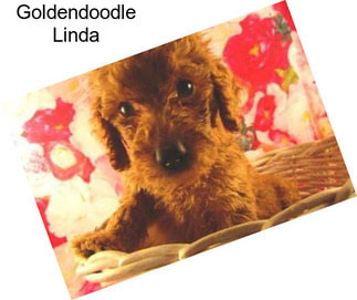 Goldendoodle Linda