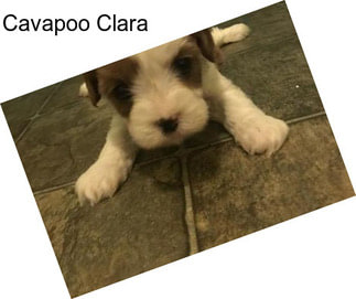 Cavapoo Clara