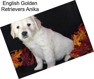 English Golden Retrievers Anika