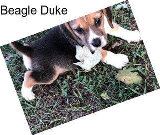 Beagle Duke