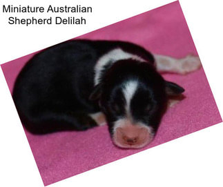 Miniature Australian Shepherd Delilah