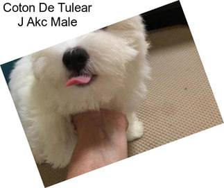 Coton De Tulear J Akc Male