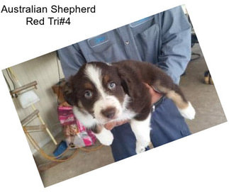 Australian Shepherd Red Tri#4