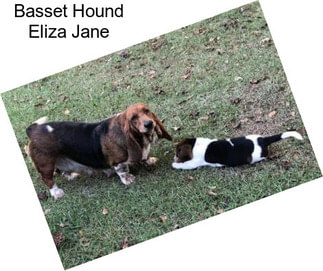 Basset Hound Eliza Jane