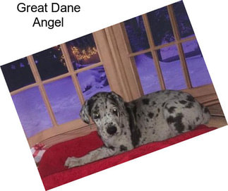 Great Dane Angel