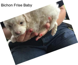 Bichon Frise Baby