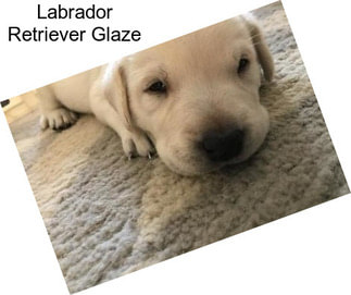 Labrador Retriever Glaze