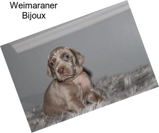 Weimaraner Bijoux