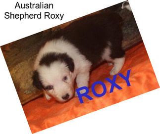 Australian Shepherd Roxy