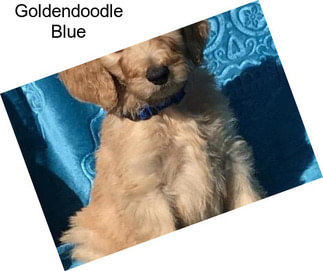 Goldendoodle Blue