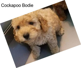 Cockapoo Bodie