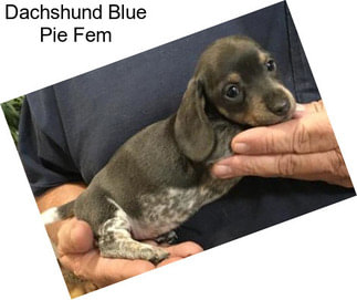 Dachshund Blue Pie Fem