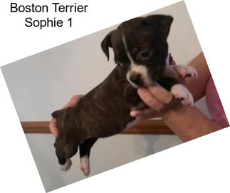 Boston Terrier Sophie 1