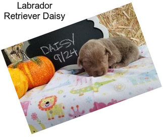 Labrador Retriever Daisy