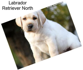 Labrador Retriever North