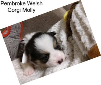 Pembroke Welsh Corgi Molly