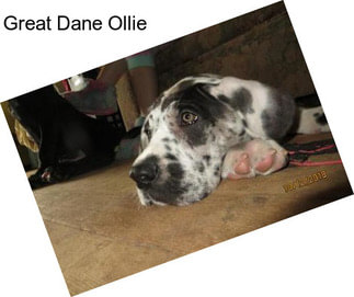 Great Dane Ollie