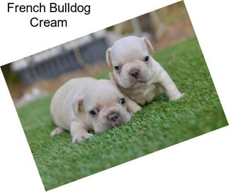 French Bulldog Cream