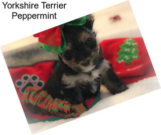 Yorkshire Terrier Peppermint