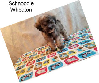 Schnoodle Wheaton