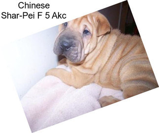 Chinese Shar-Pei F 5 Akc