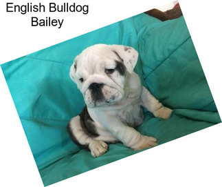 English Bulldog Bailey
