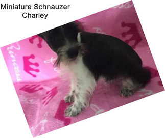 Miniature Schnauzer Charley