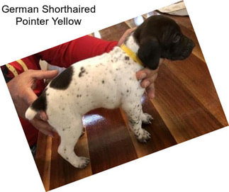 German Shorthaired Pointer Yellow