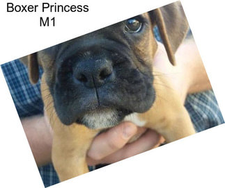 Boxer Princess M1