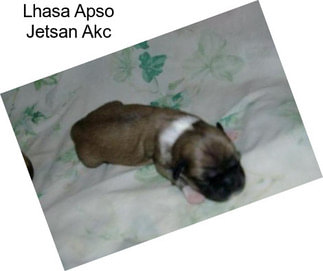 Lhasa Apso Jetsan Akc