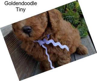 Goldendoodle Tiny