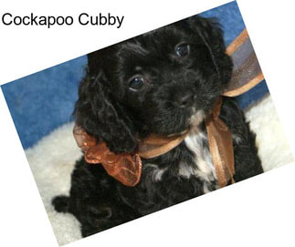 Cockapoo Cubby