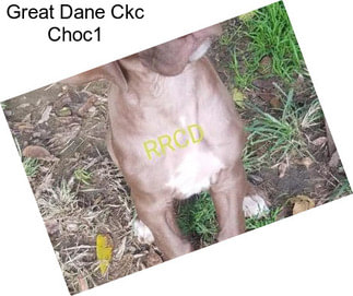 Great Dane Ckc Choc1