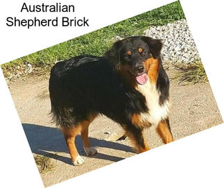 Australian Shepherd Brick