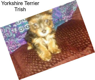 Yorkshire Terrier Trish