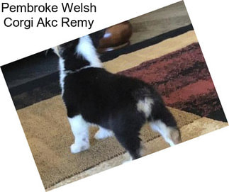 Pembroke Welsh Corgi Akc Remy