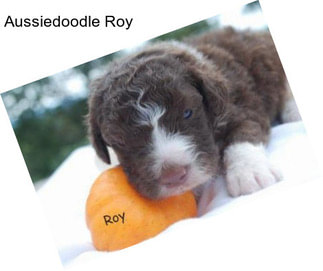 Aussiedoodle Roy