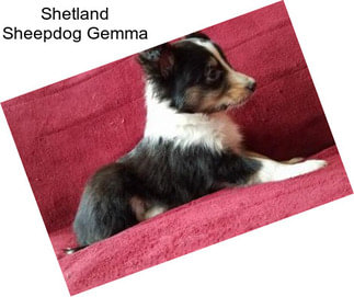 Shetland Sheepdog Gemma