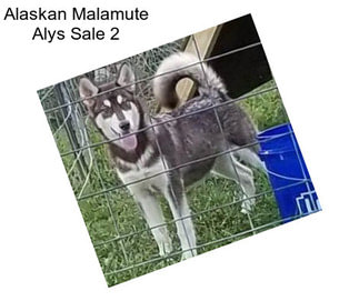 Alaskan Malamute Alys Sale 2