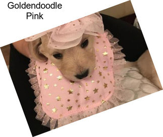 Goldendoodle Pink